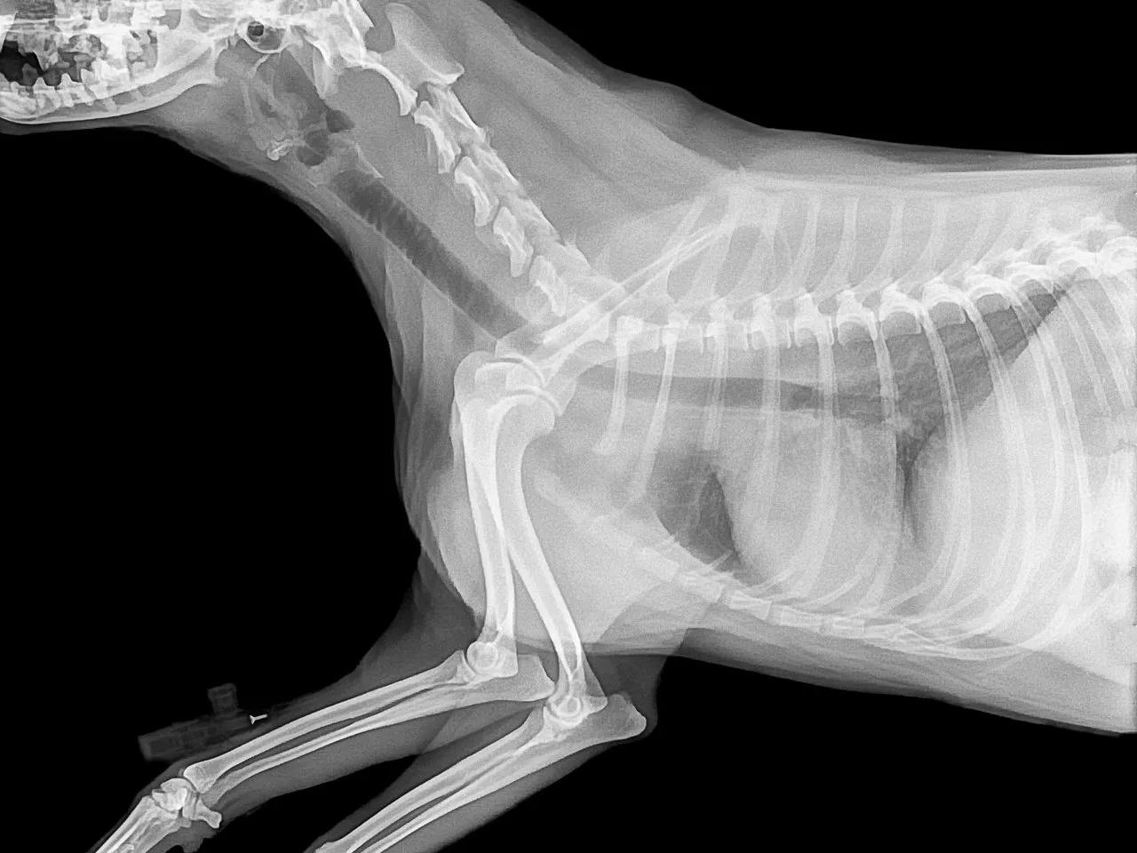Radiographie d’un chien : colonne vertébrale, bassin et membres