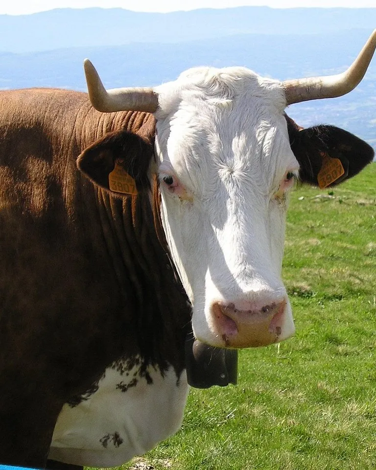 Vache au pré dans les montagnes de Savoie