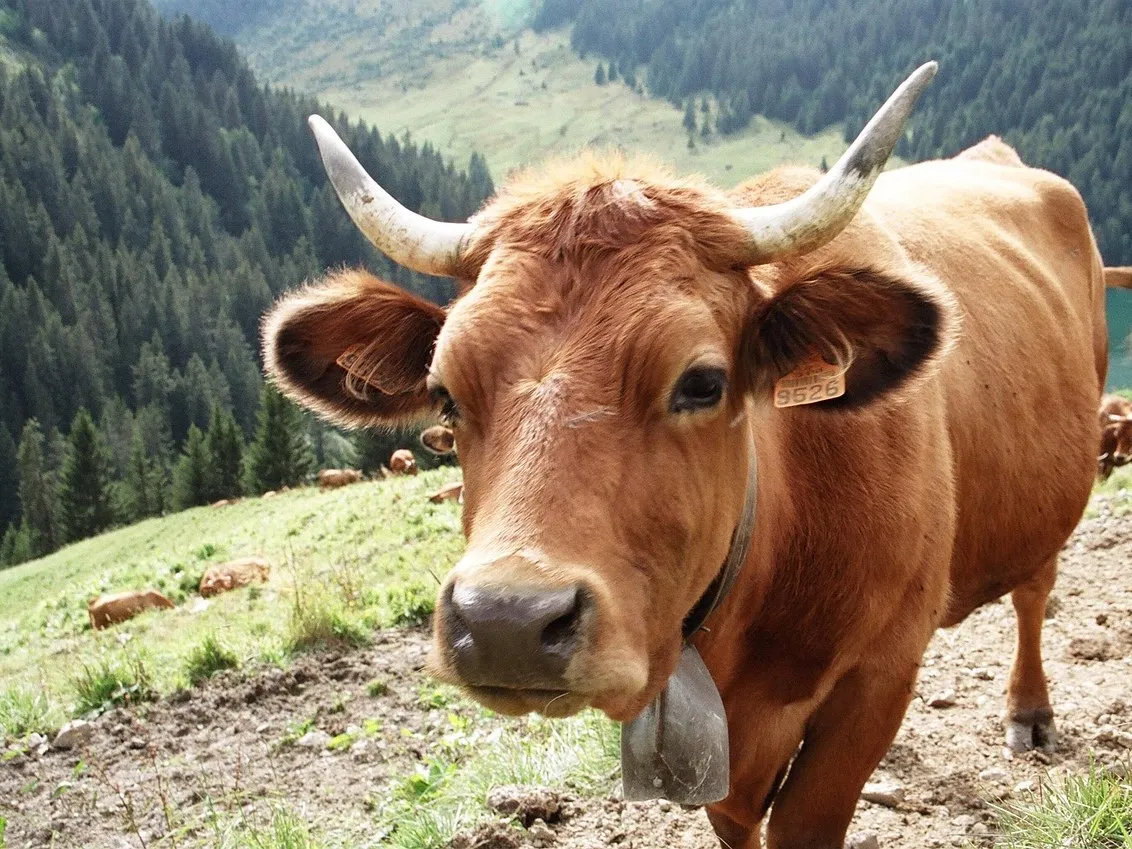 Vache à cornes en alpage